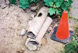 Old pieces of concrete pipe with tree roots