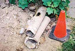 Old pieces of concrete pipe with tree roots